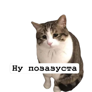 🌟 emoji Cats by https://t.me/Um_Bilal_111  fStikBot Telegram sticker 1 of 11