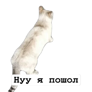 🤓 emoji Cats by https://t.me/Um_Bilal_111  fStikBot Telegram sticker 10 of 11