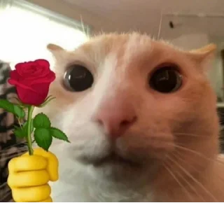 🥰 emoji пися попа челеен Telegram sticker 12 of 64