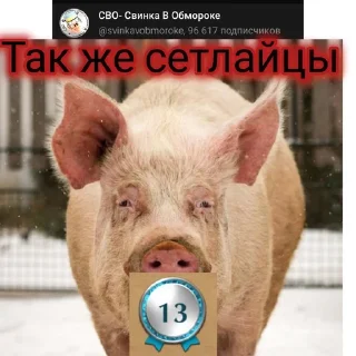 😂 emoji Сетлайцы Х Свинко by @offstikbot Telegram sticker 20 of 23