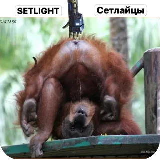 🫥 emoji Сетлайцы Х Свинко by @offstikbot Telegram sticker 8 of 23