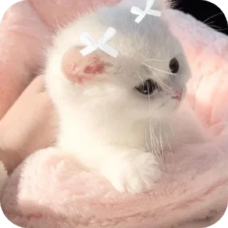 🥺 emoji @stickers_for_you0 Telegram sticker 7 of 24