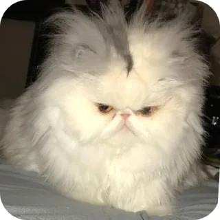 🐱 emoji @stickers_for_you0 Telegram sticker 18 of 24