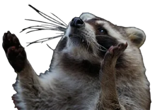 Sticker from RACCOON