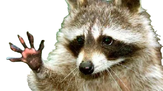 Sticker from RACCOON