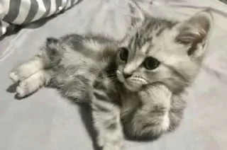 Sticker from sweet pussy