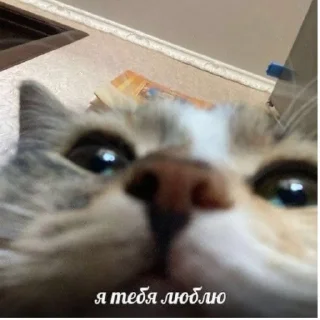 Sticker from Котики на каждый день