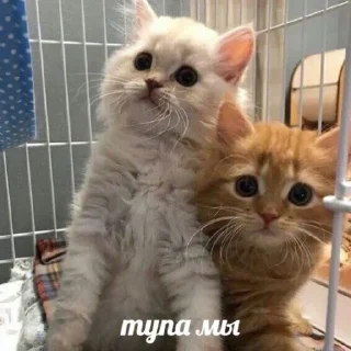 Sticker from Котики на каждый день