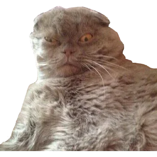 😠 emoji Больше стикеров в @stikerfox Telegram sticker 12 of 65