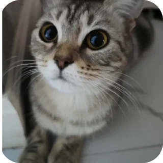 🐱 emoji Добрый Telegram sticker 9 of 18
