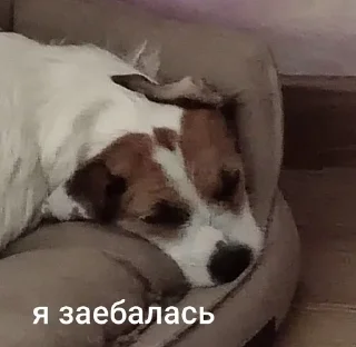 😊 emoji ника жопа Telegram sticker 20 of 52