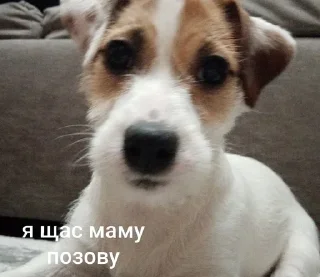 🤬 emoji ника жопа Telegram sticker 19 of 52