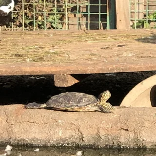 🐢 emoji грустно Telegram sticker 21 of 27