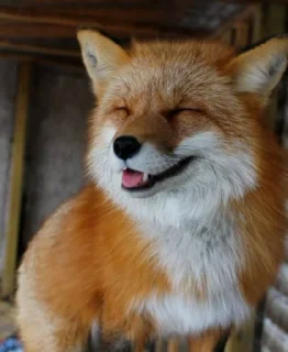 😂 emoji Лисики @Ctikerubot Telegram sticker 8 of 42