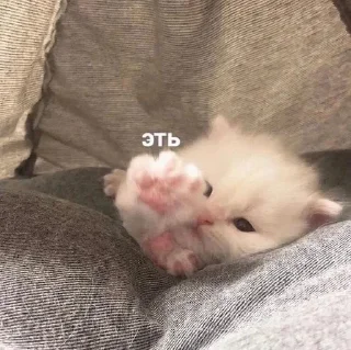 🐾 emoji мявки Telegram sticker 1 of 73
