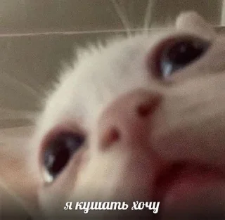 🐾 emoji мявки Telegram sticker 23 of 73
