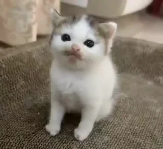 Sticker from Котяры