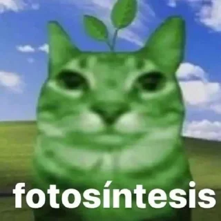 ❤️ emoji Котяры ➡️ @Ctikerubot Telegram sticker 11 of 63