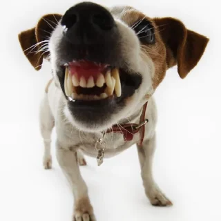 😳 emoji Смешные Акакии Telegram sticker 18 of 29