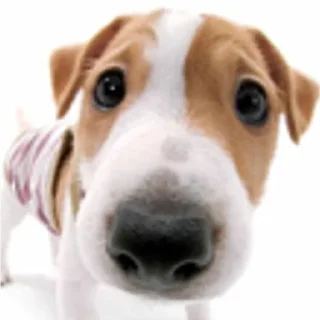 😗 emoji Смешные Акакии Telegram sticker 3 of 29