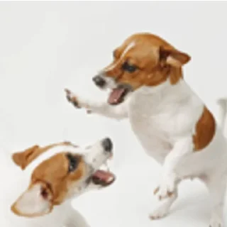 🤬 emoji Смешные Акакии Telegram sticker 9 of 29