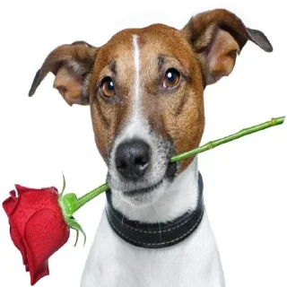 😘 emoji Смешные Акакии Telegram sticker 22 of 29