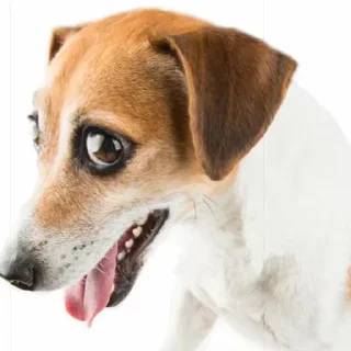 🧐 emoji Смешные Акакии Telegram sticker 23 of 29