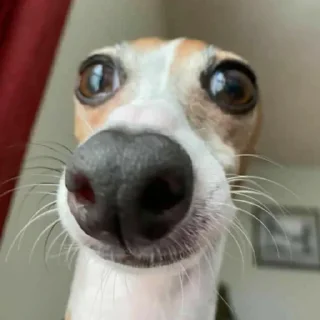 🧐 emoji Смешные Акакии Telegram sticker 12 of 29