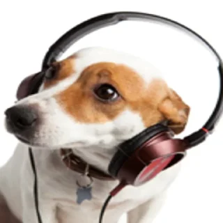 😎 emoji Смешные Акакии Telegram sticker 17 of 29