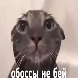 🥹 emoji Администрация президента и МО РФ Telegram sticker 24 of 46
