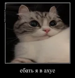 😳 emoji Камар🥶 Telegram sticker 16 of 52