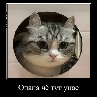 Sticker from Камар @Kumarudrakyla