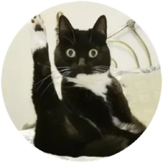 Sticker from Хоба(@alp_stickers)