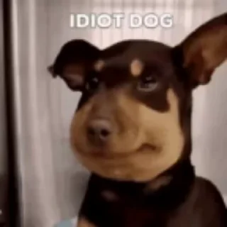 Sticker from Idiot dog