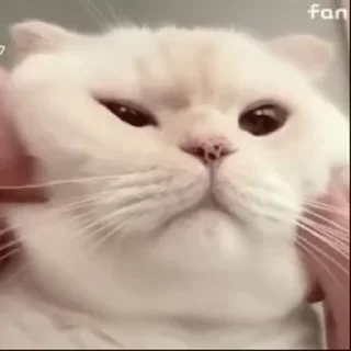 🐱 emoji Больше стиков тут: @stikery4 Telegram sticker 10 of 45