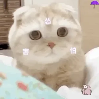 🐱 emoji Больше стиков тут: @stikery4 Telegram sticker 19 of 45