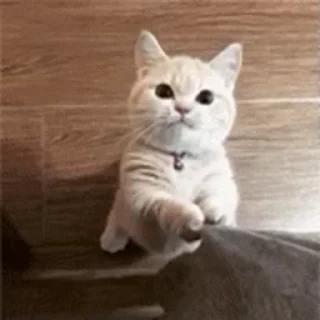 🐱 emoji Больше стиков тут: @stikery4 Telegram sticker 14 of 45