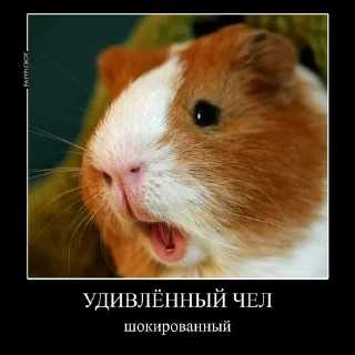 😨 emoji жоски чел von Gauß Telegram sticker 20 of 27