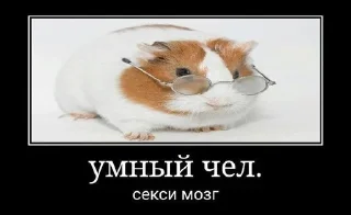 🤓 emoji жоски чел von Gauß Telegram sticker 15 of 27