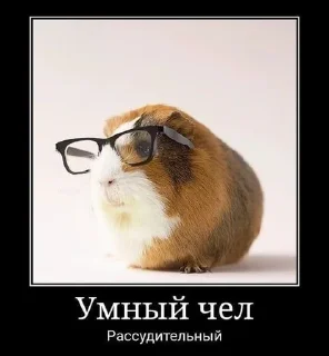 🧐 emoji жоски чел von Gauß Telegram sticker 11 of 27