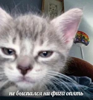 Sticker from я дура