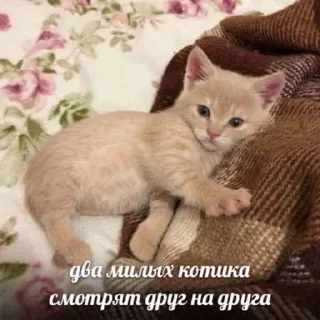 Sticker from добряк