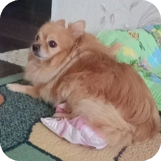 🥺 emoji капитан Степан Telegram sticker 24 of 38