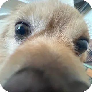 😝 emoji капитан Степан Telegram sticker 22 of 38
