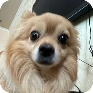 🥺 emoji капитан Степан Telegram sticker 20 of 38