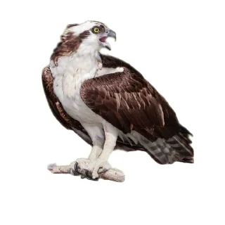 🐦 emoji Скопа//для Рп и тд Telegram sticker 19 of 56