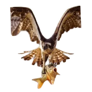 🐦 emoji Скопа//для Рп и тд Telegram sticker 13 of 56