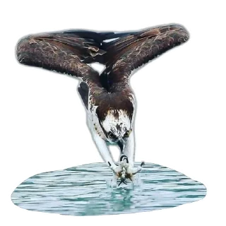 🐦 emoji Скопа//для Рп и тд Telegram sticker 1 of 56