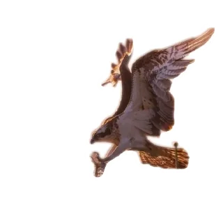 🐦 emoji Скопа//для Рп и тд Telegram sticker 23 of 56