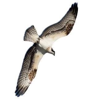 🐦 emoji Скопа//для Рп и тд Telegram sticker 5 of 56
